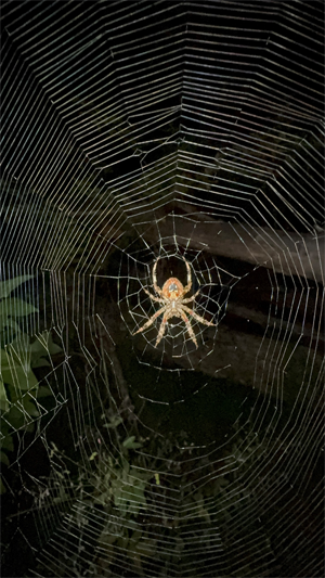 <strong>Writing spider</strong> web.
